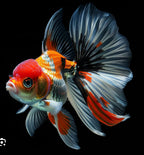 Oranda Blank