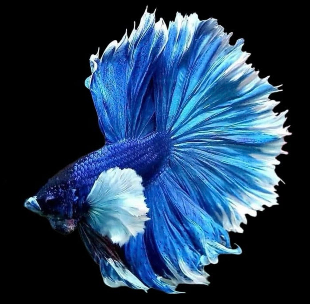 Betta Fight Blank - Blue