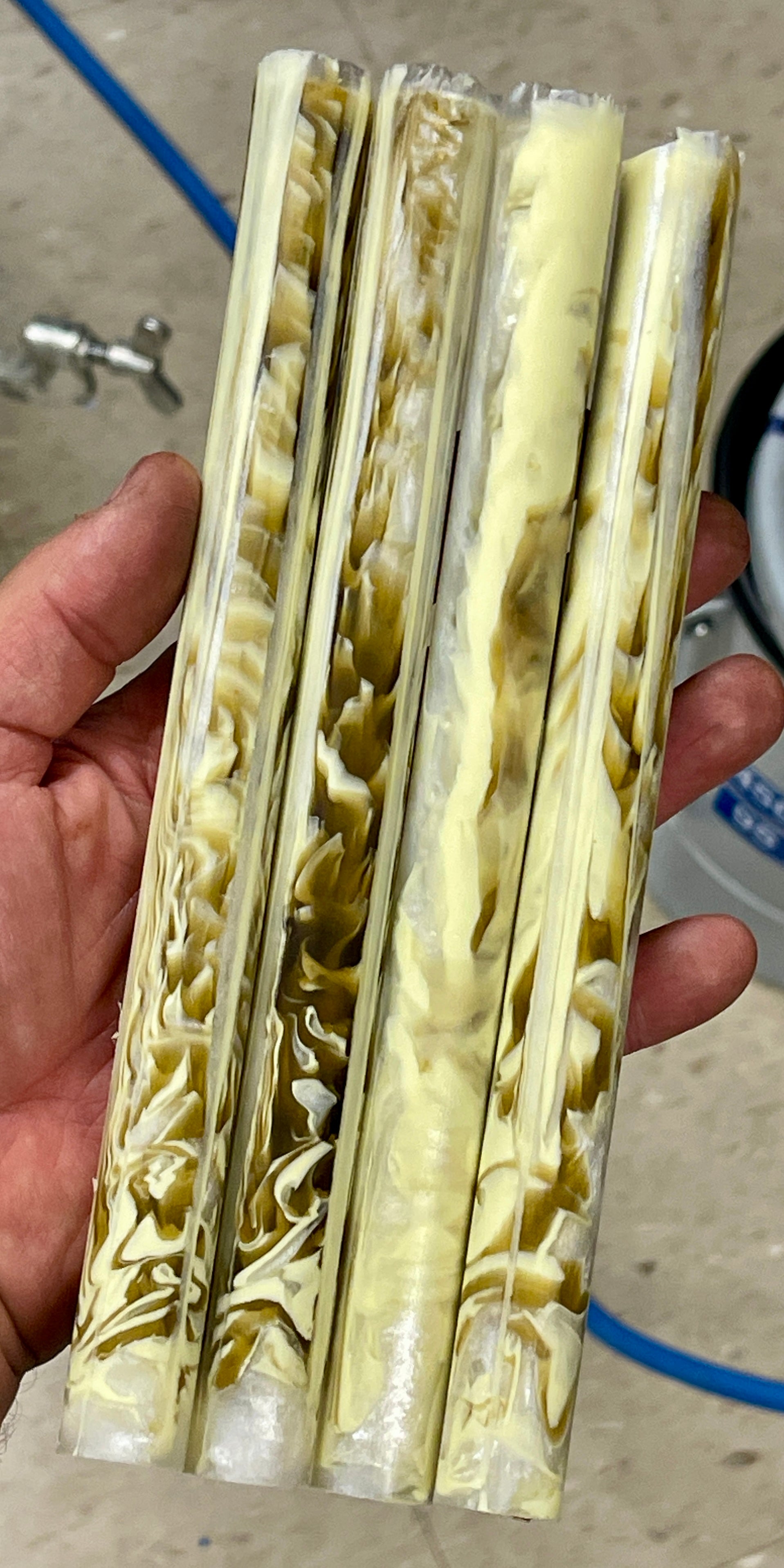 Musk Ox Abalone Blank